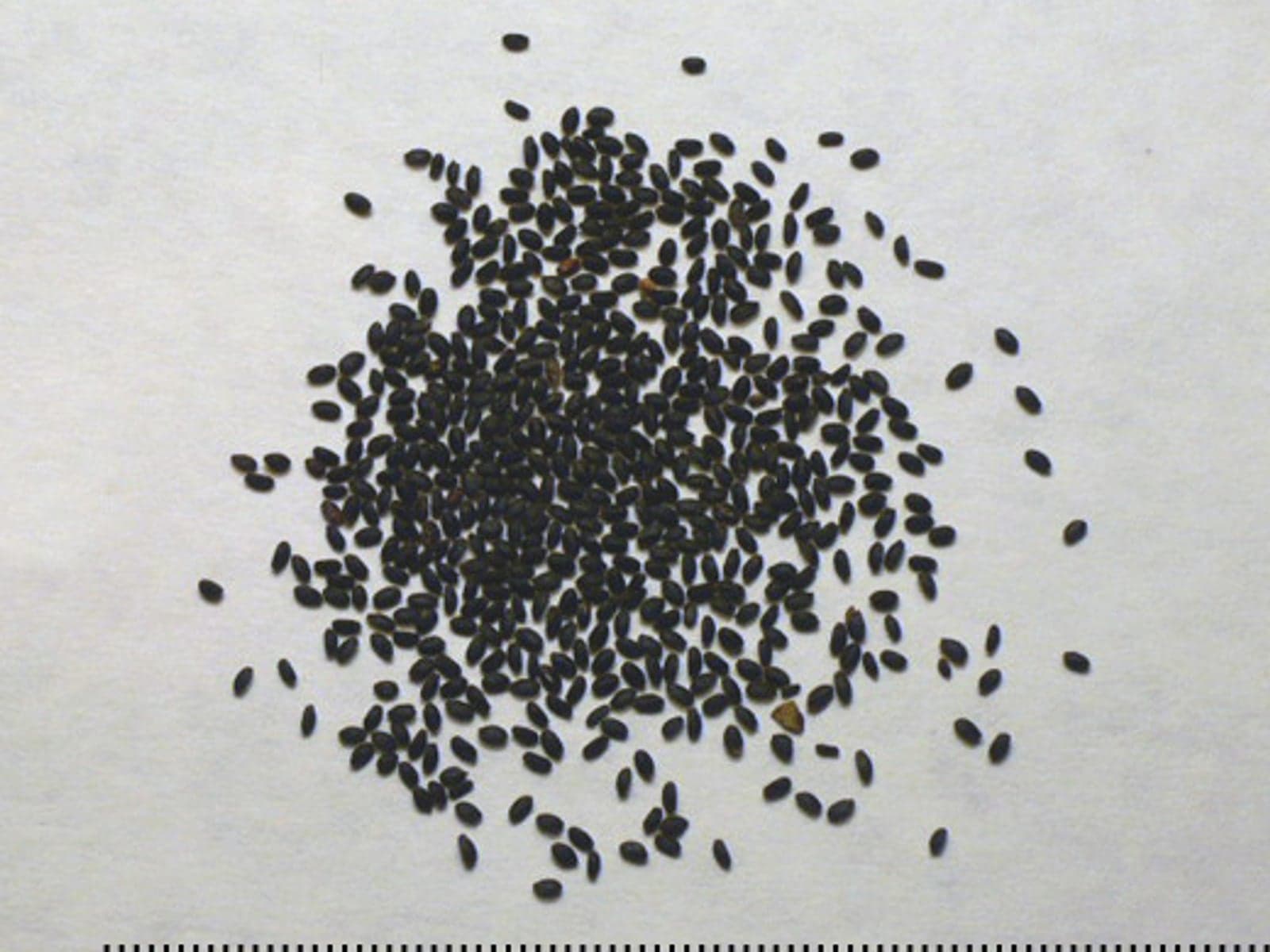 Basil sabja seeds arranged for wholesale inspection