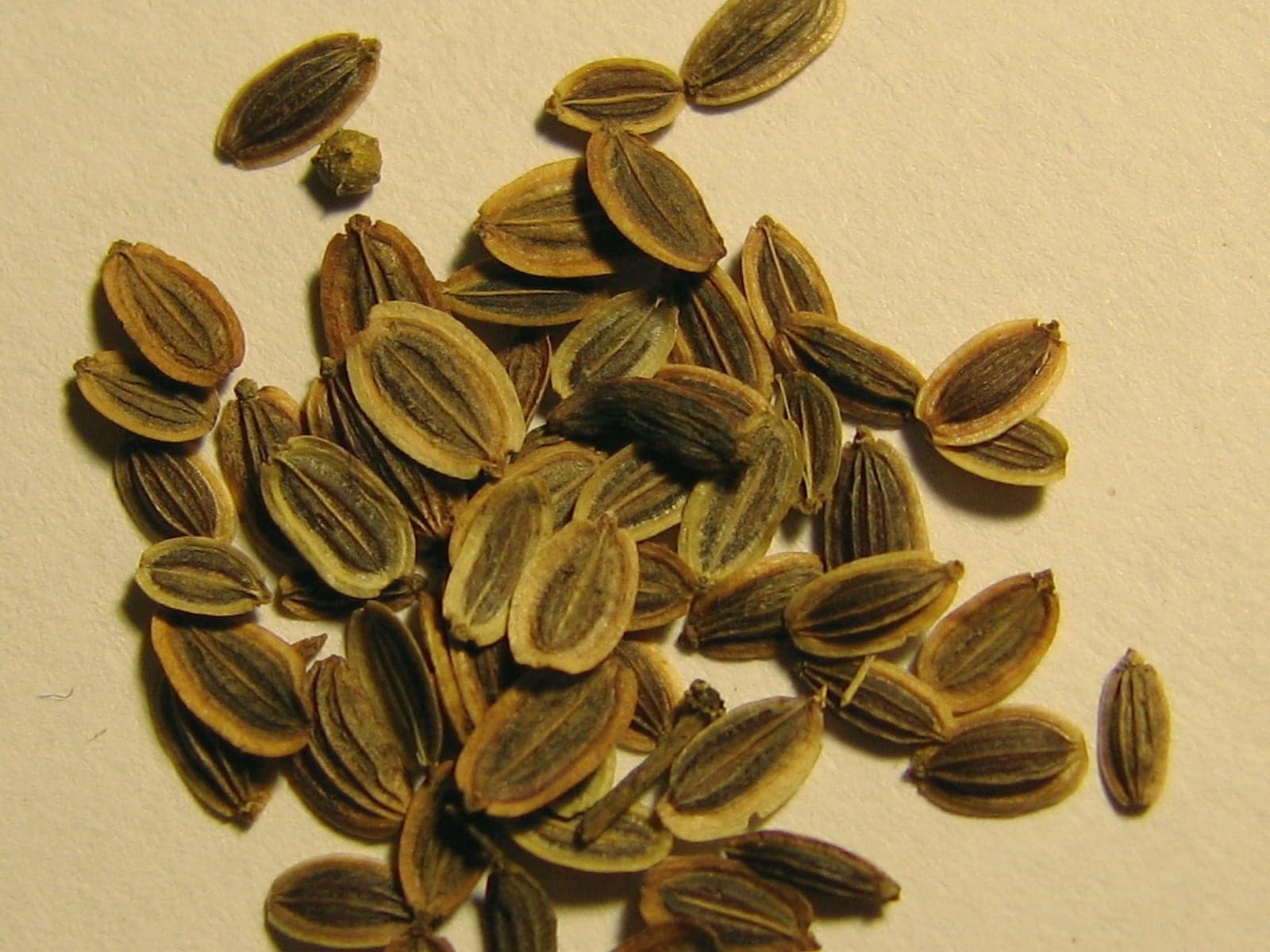 Whole dill seeds arranged for wholesale spice trade