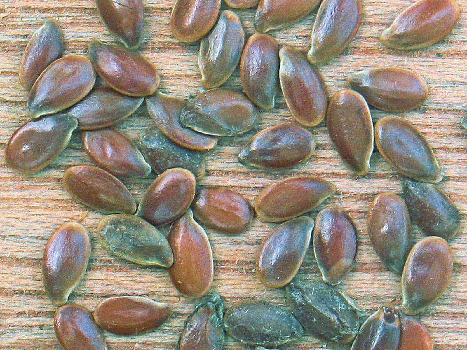 Brown flax alsi seeds for wholesale supply