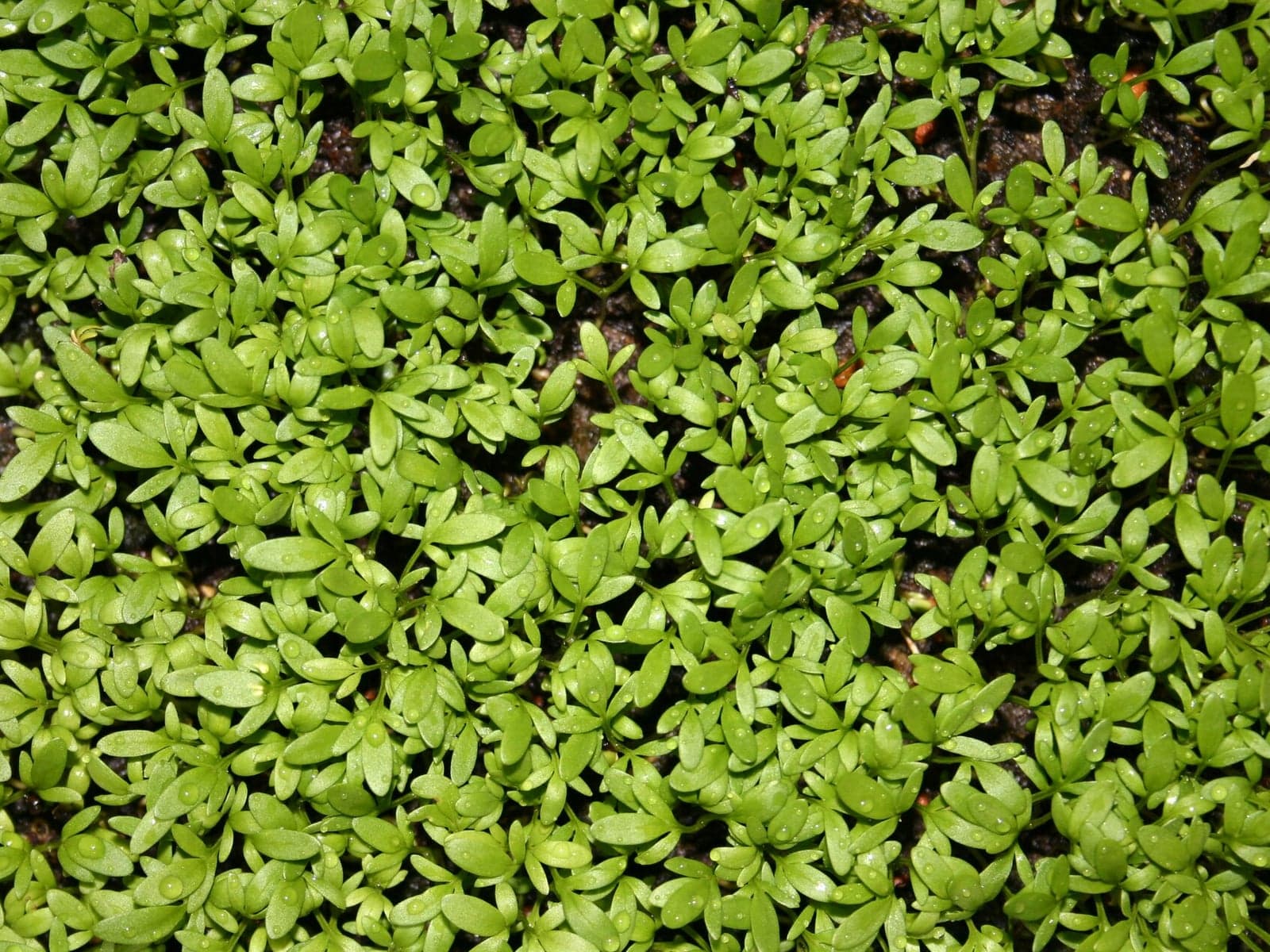Garden cress asaliya seeds for wholesale supply