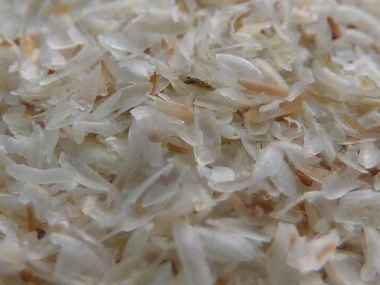 Psyllium seeds prepared for commercial wholesale