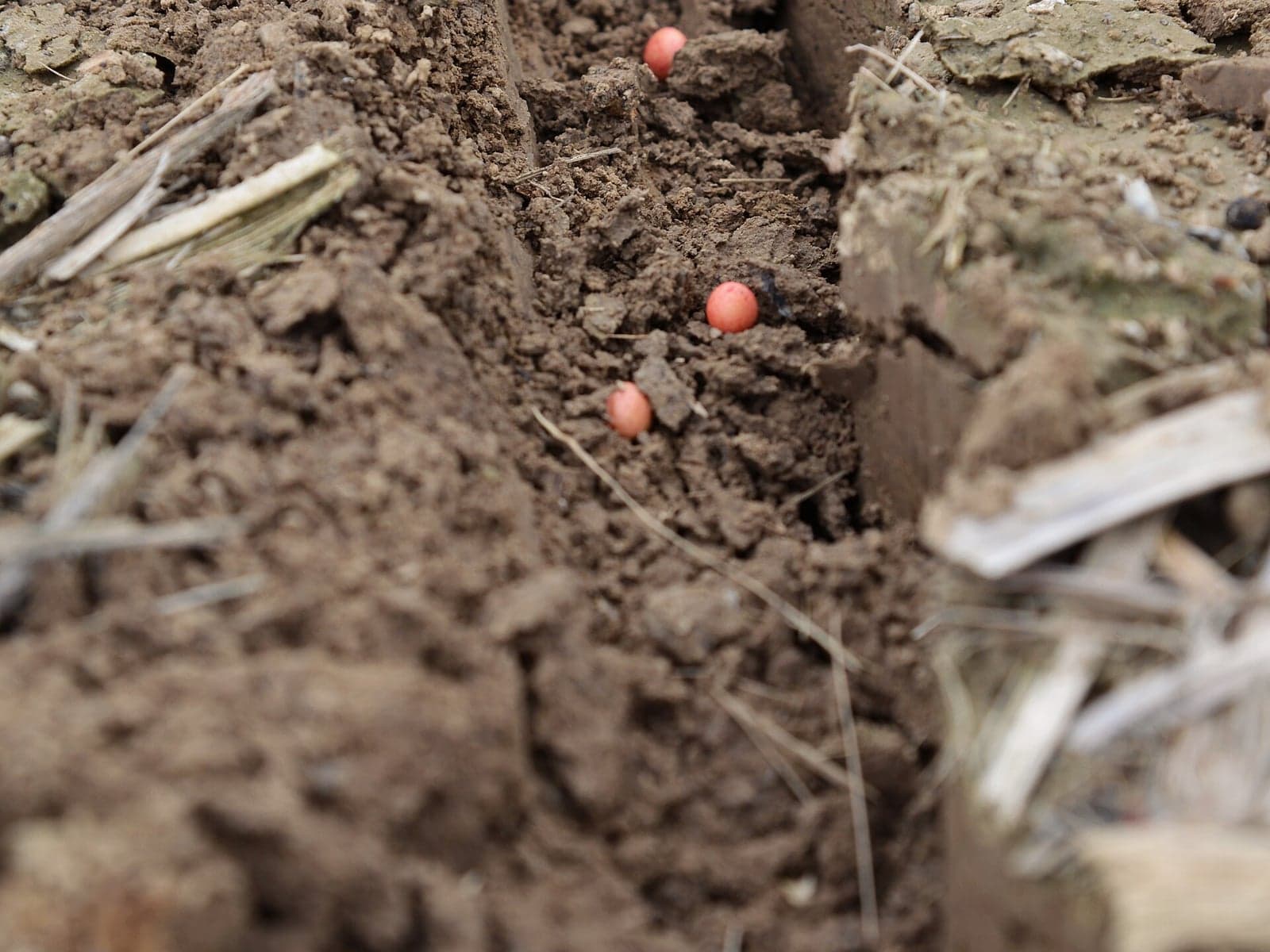 Soybean seeds arranged for bulk commodity supply