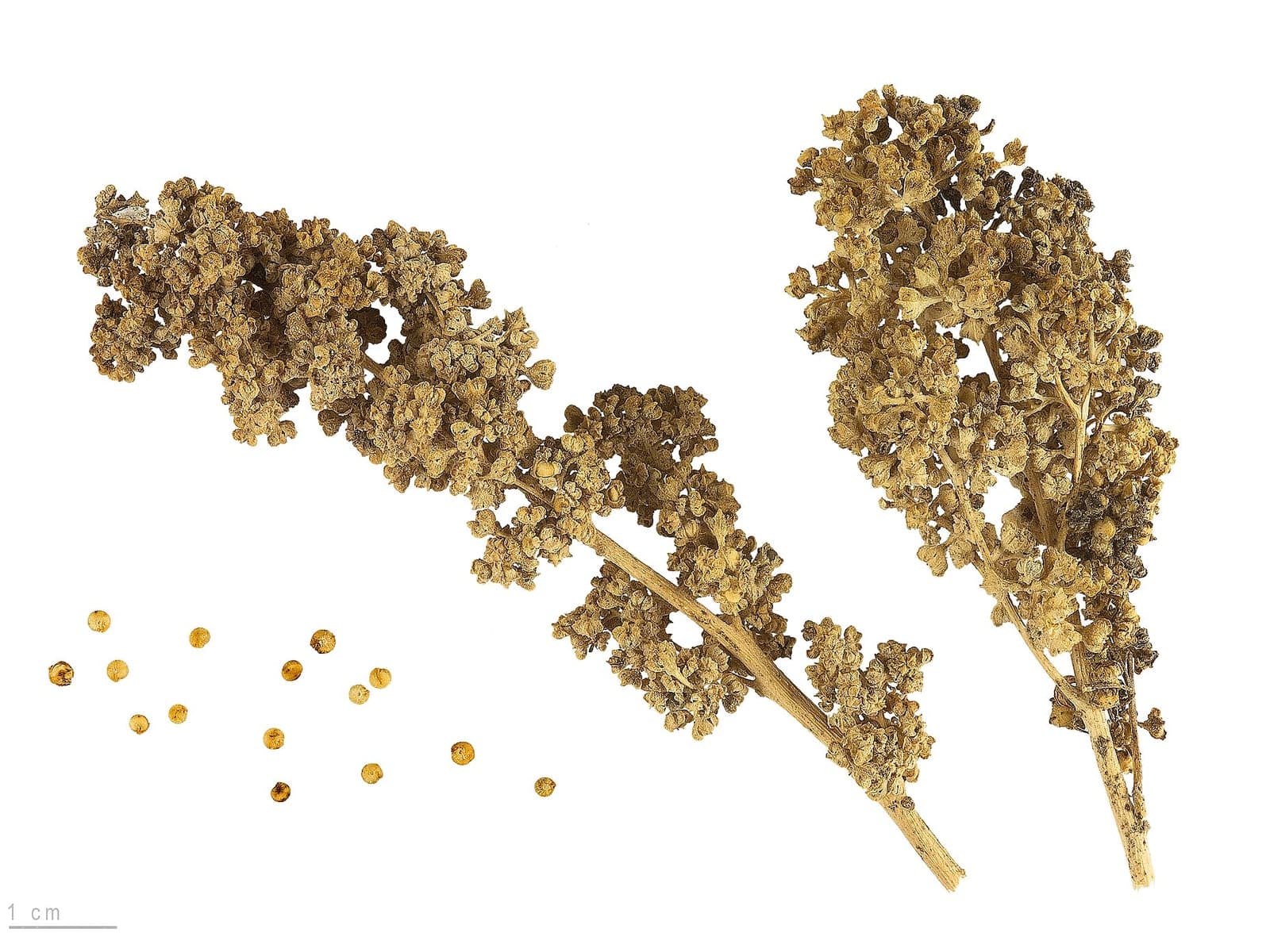 White quinoa grains ready for bulk trade